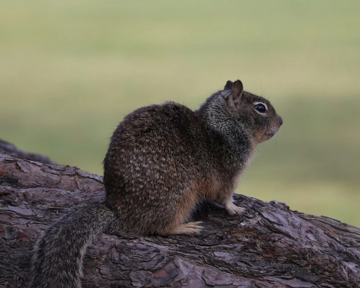 a squirrel sitting on top of a log