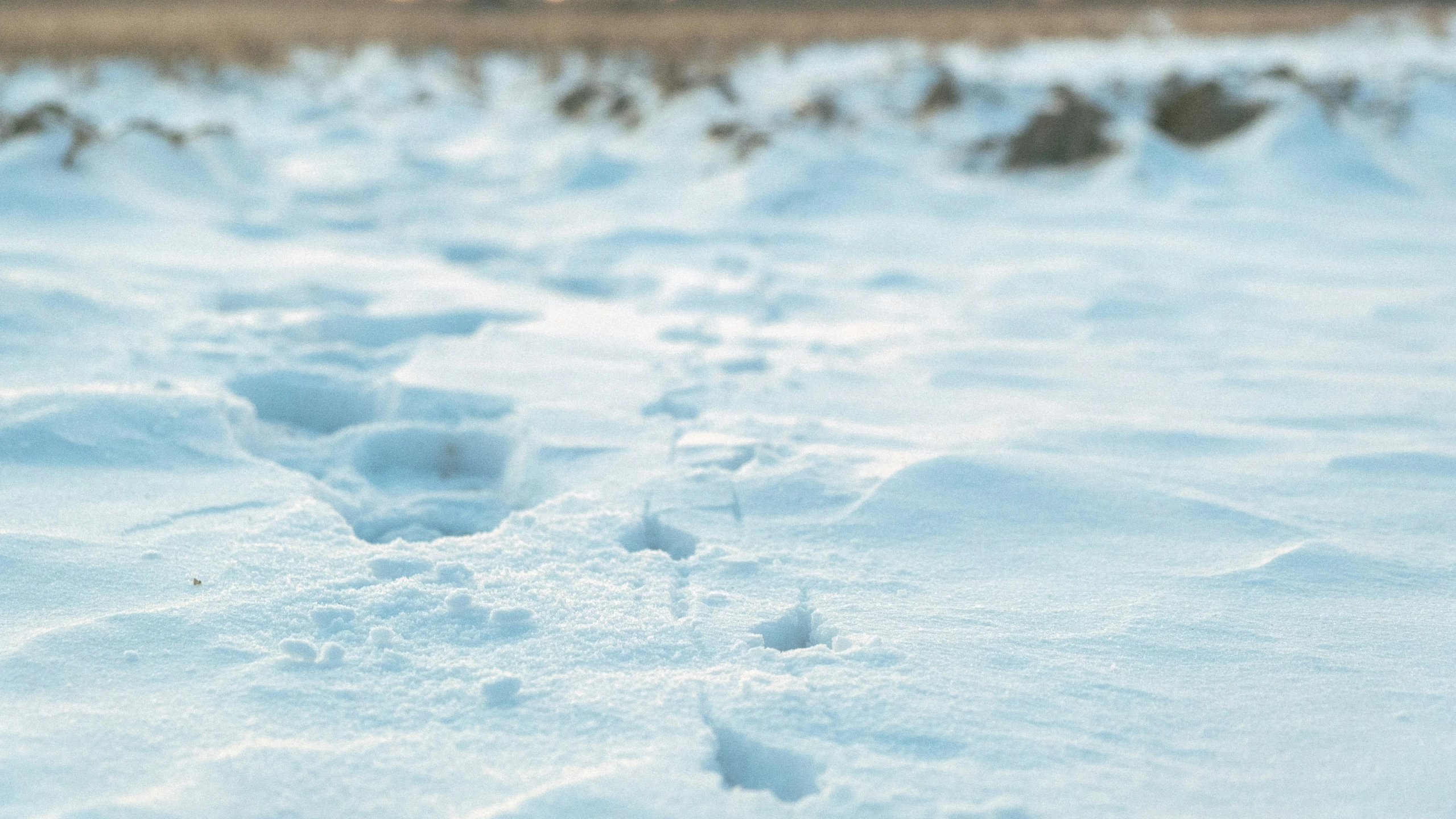 the footprints of a bird in the snow