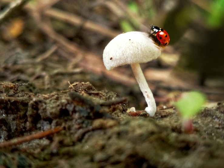 a red lady bug on a white mushroom in the woods