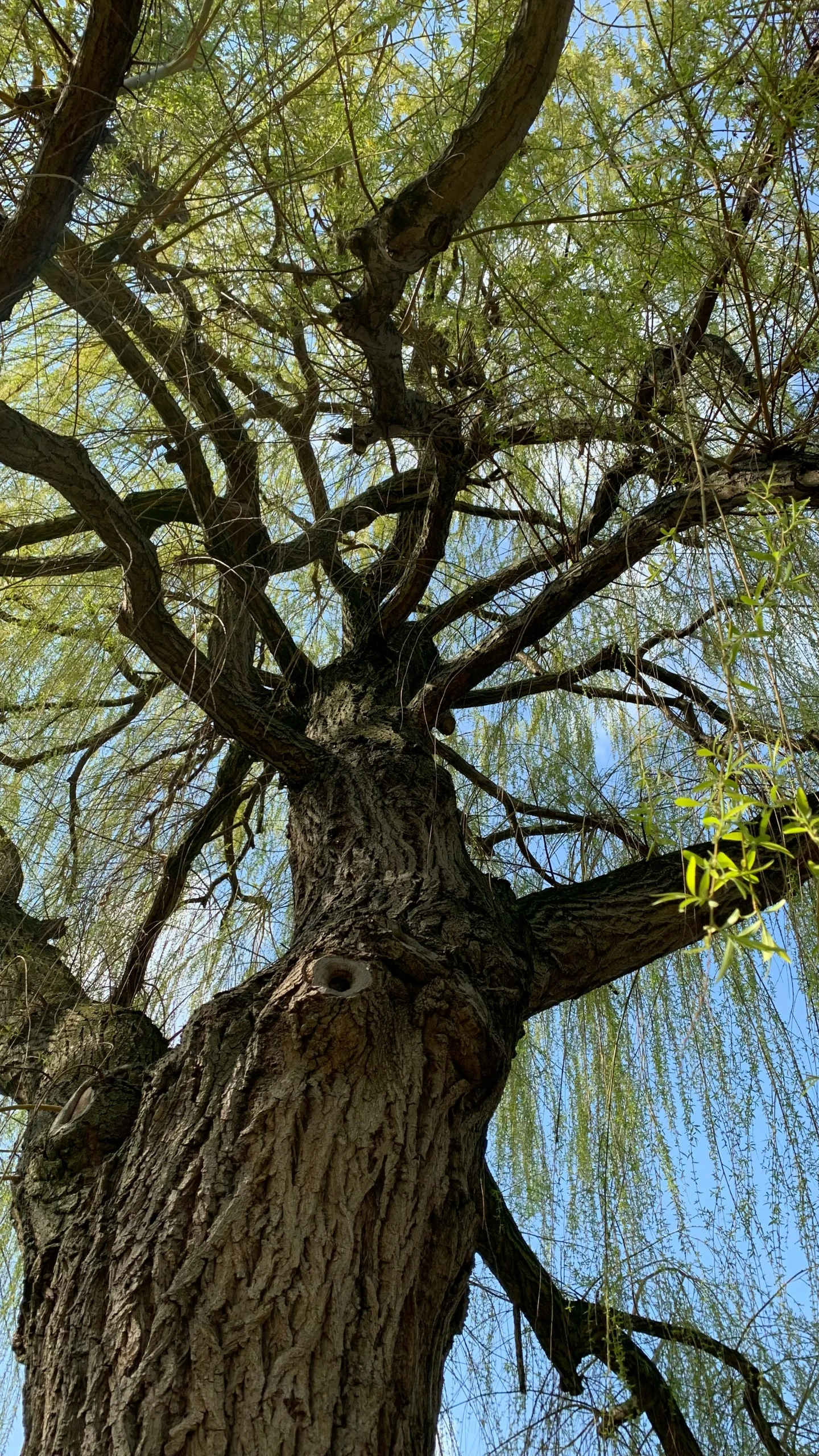 the view of the nches and trunk of a tree