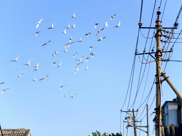 a flock of birds are flying overhead the power lines