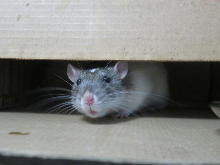 a small rodent hiding out in a box