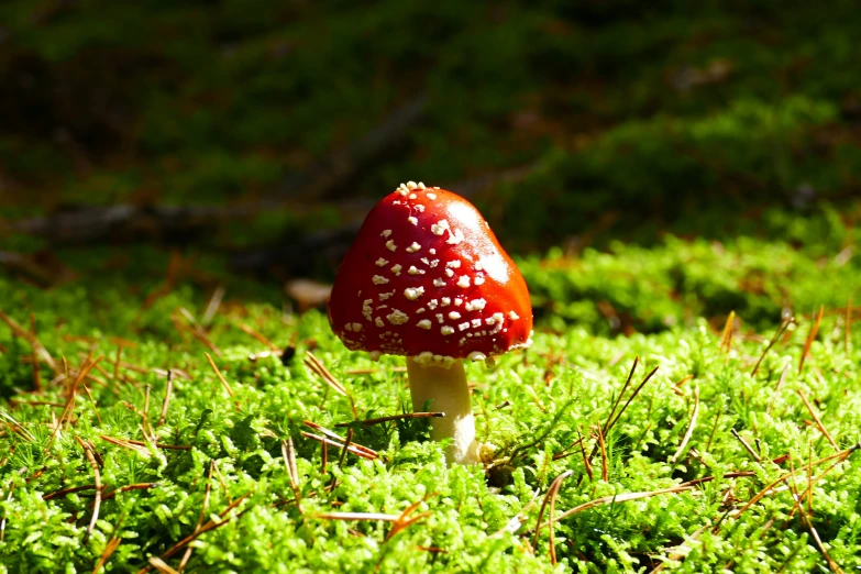 a tiny red mushroom growing in the green grass