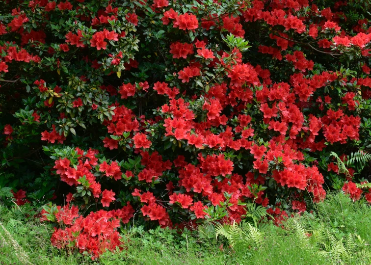 this red flower bush has many small flowers on it