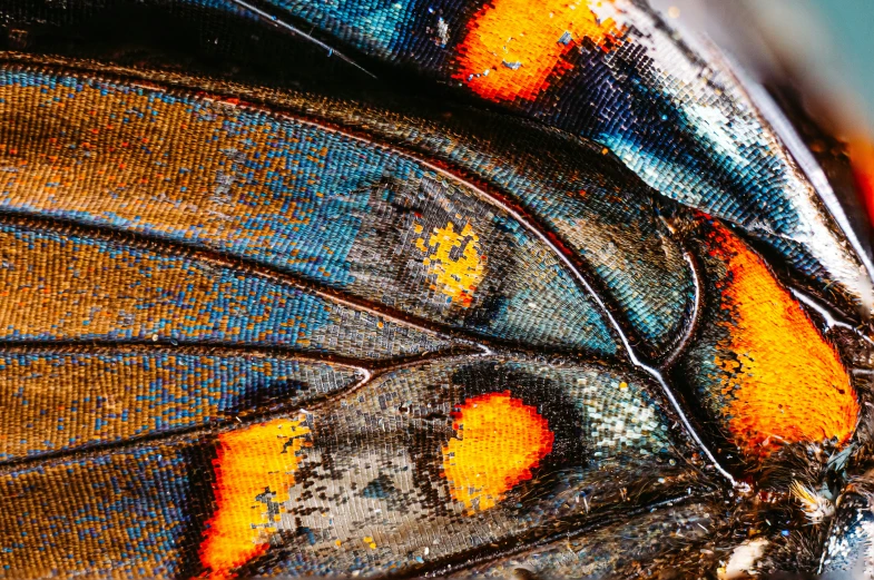 closeup s of a very colorful colored erfly wing