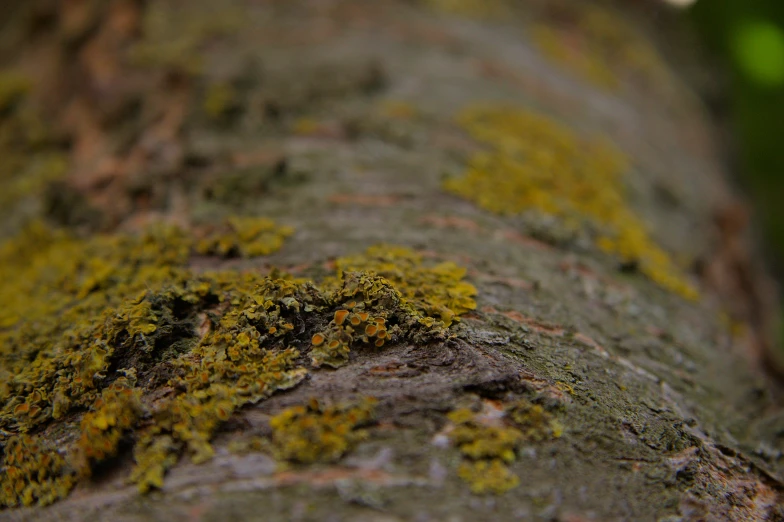 mossy surface covered in sunlight coming through the trees