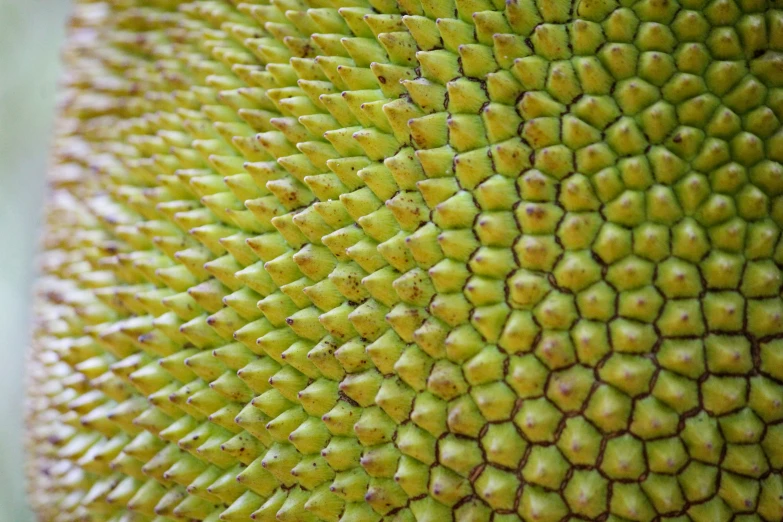 a closeup image of a big, green leafy flower