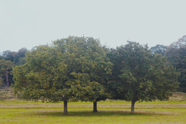 several large, green trees are in a grassy field