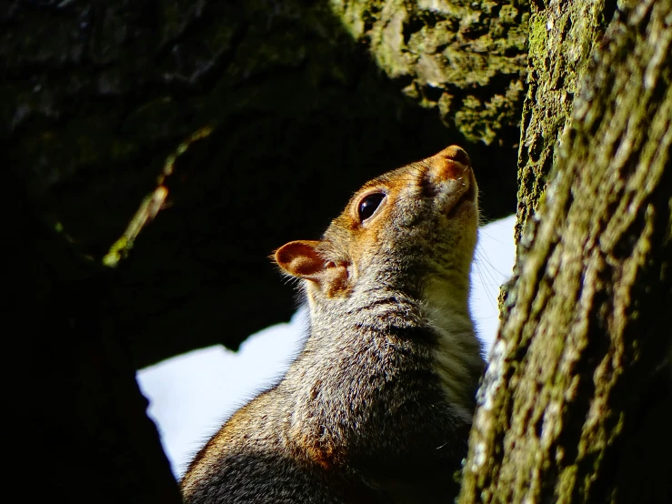 a squirrel sits in a tree and stares up