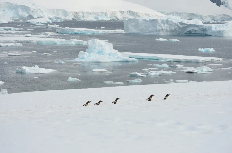 four penguins running along in front of icebergs and water