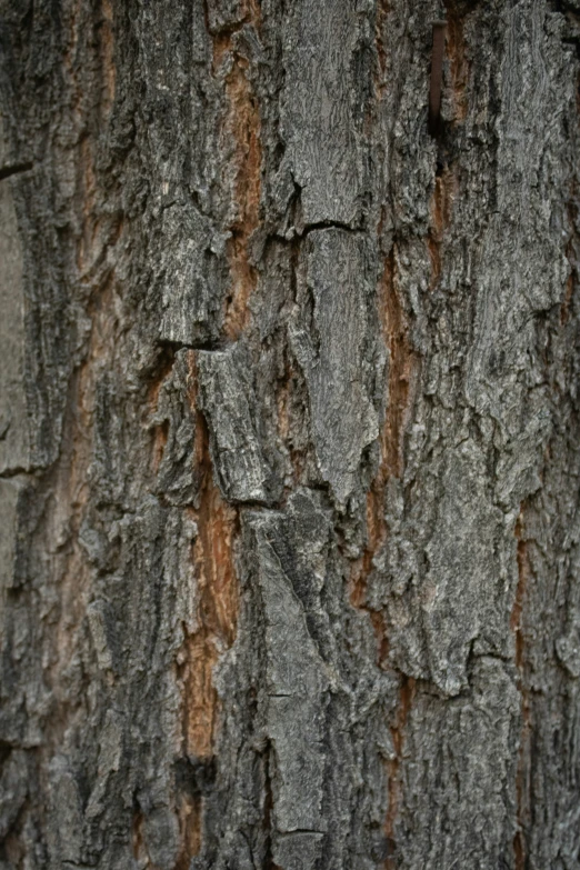 the bark of a tree is brown and it has small leaves on the side