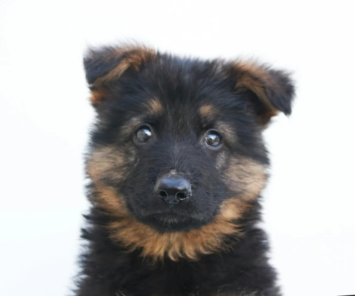 a small puppy stares into the camera with very little wrinkles