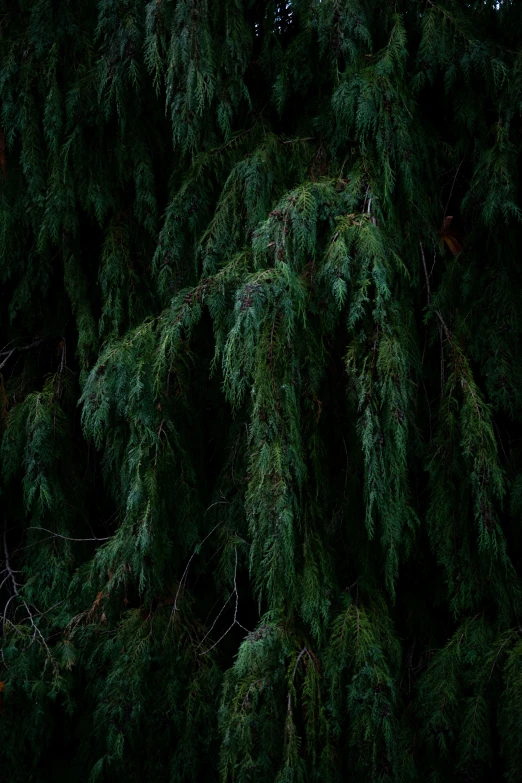 an evergreen tree is in the middle of a forest