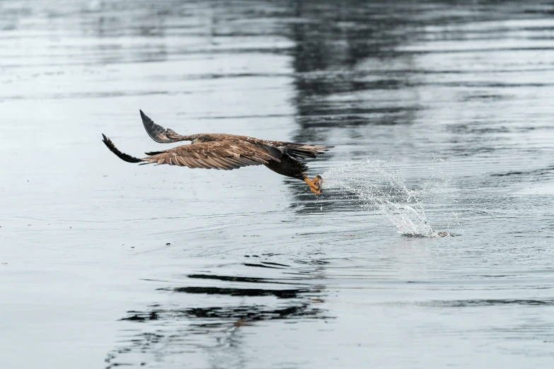 a duck flying across a lake covered in water