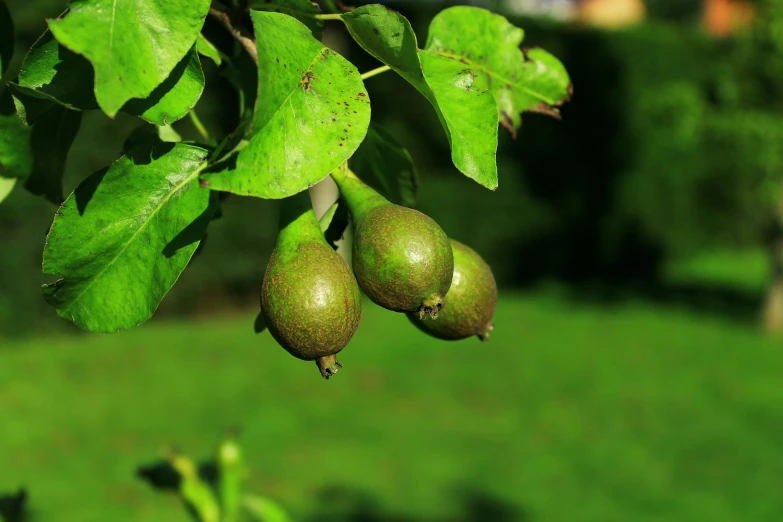 green fruit is hanging from a tree nch