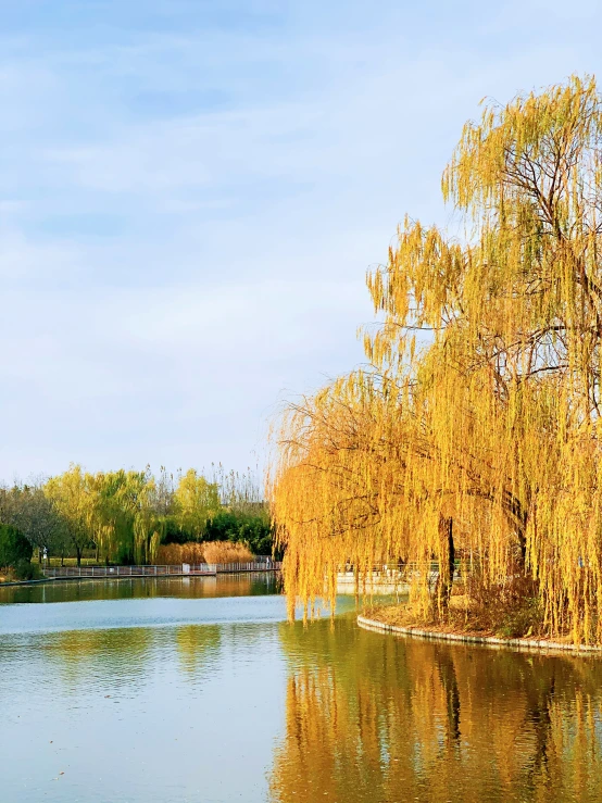 the lake with water has yellow trees in it