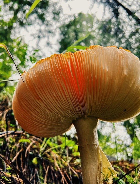 large brown mushroom with light orange crown on green and brown field