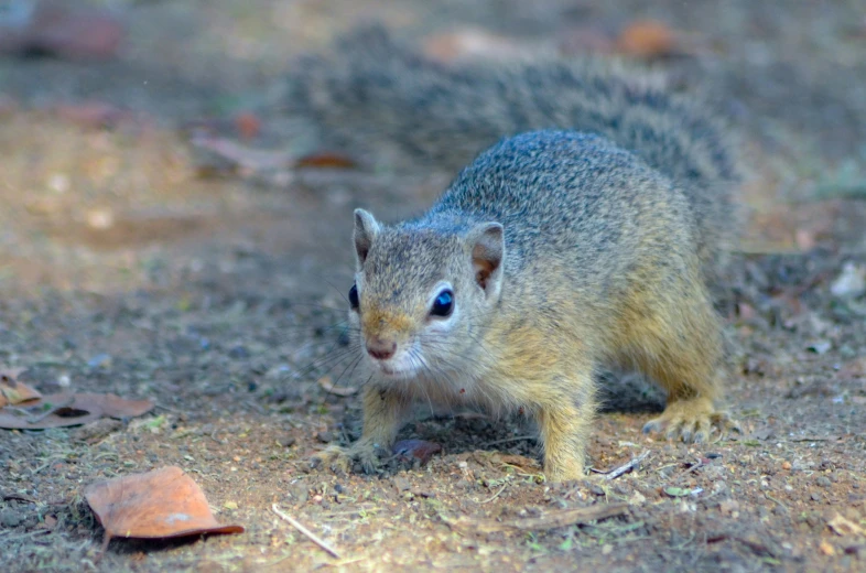 a small animal with blue eyes walking around