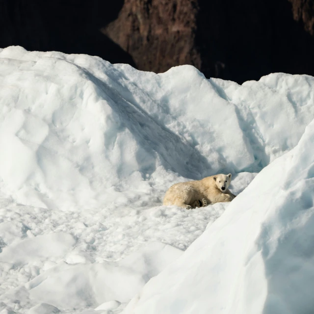 a polar bear sitting on the snow looking for food