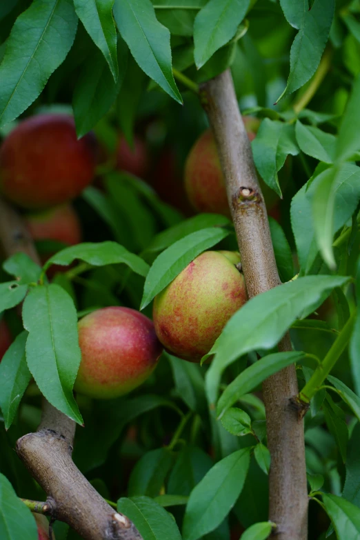 fruit growing on nches with leaves in the sun