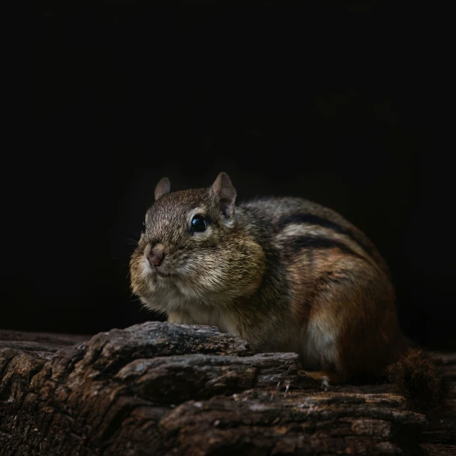 a large rodent sits on a tree log in the dark