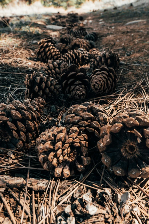 many pine cones have been placed on the ground