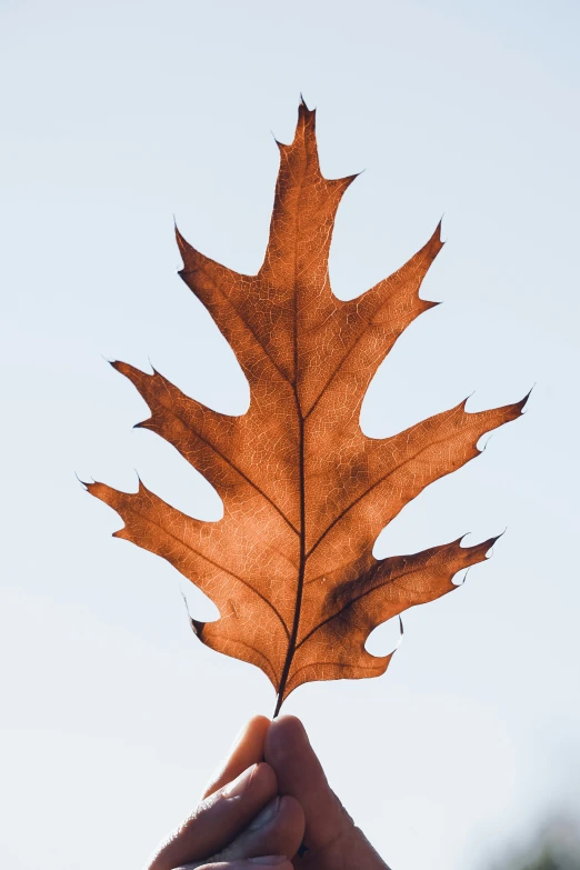 a person holding a leaf in their left hand