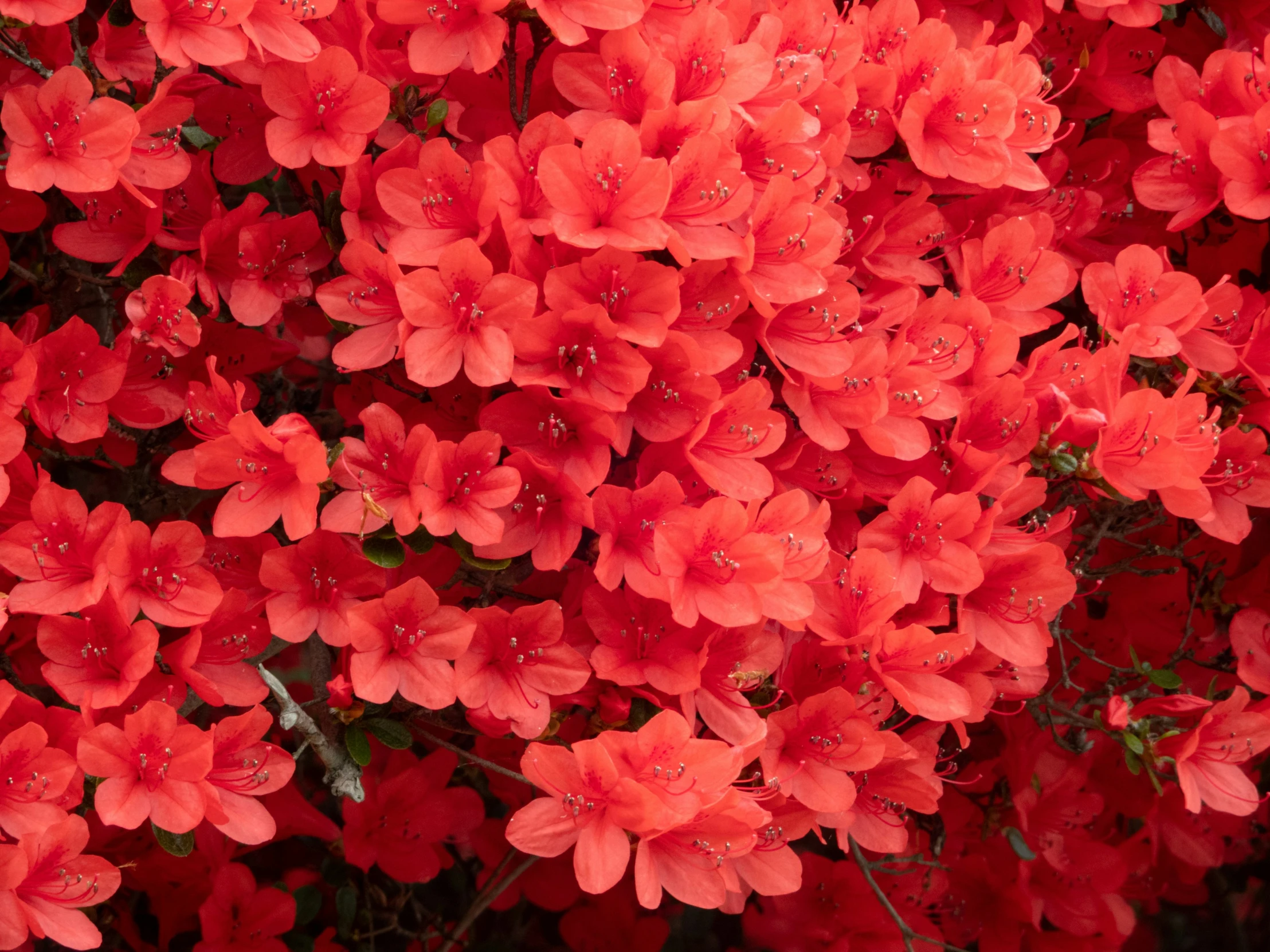 a very pretty red plant with many droplets of dew