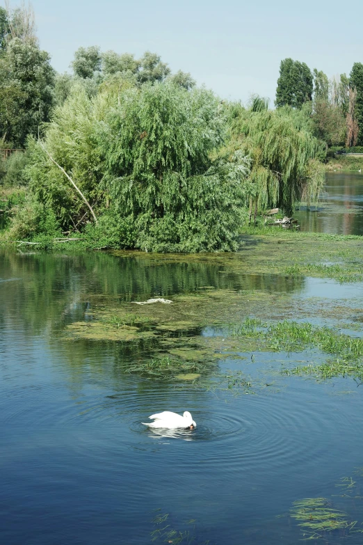 white animal swimming on a pond surrounded by plants