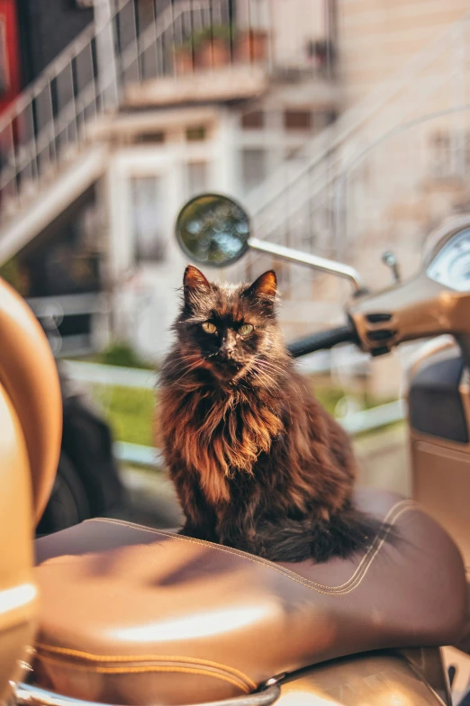 a cat sitting on a motorcycle seat staring ahead