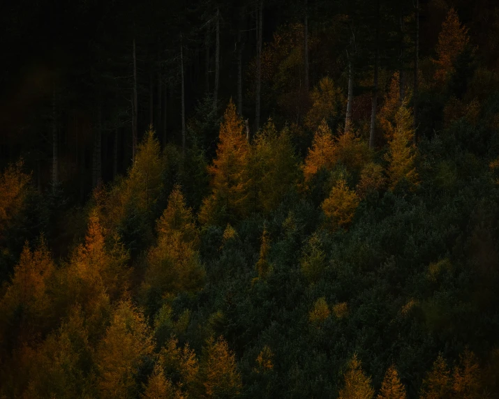 an evergreen forest with a bird standing in the dark