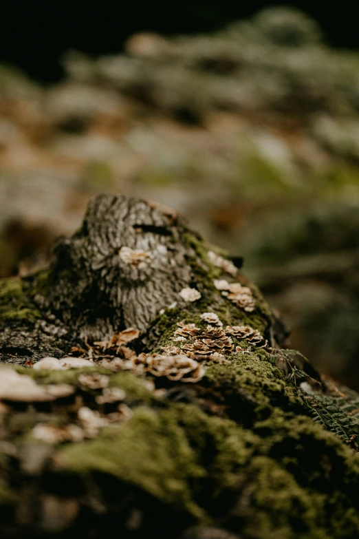 mossy tree trunk with small brown and white birds on it