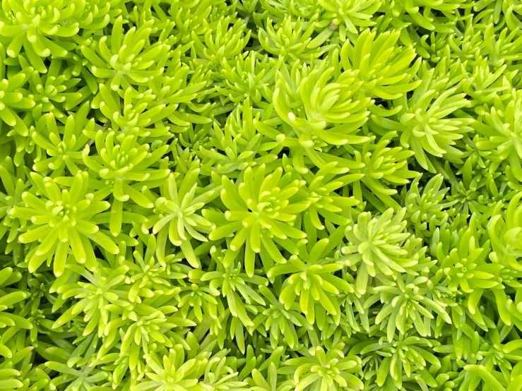 the top view of a shrub, showing leaves