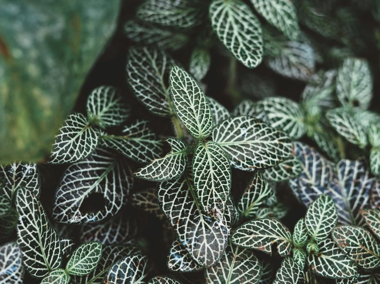a close up of some green and white leaves