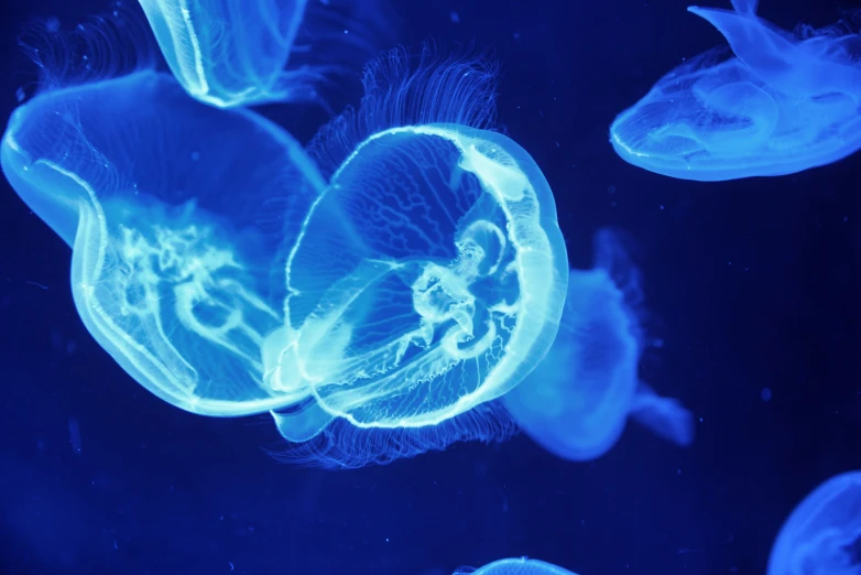 a group of blue jellyfish under dark water