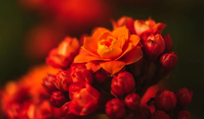 an orange flower is shown with water droplets on it