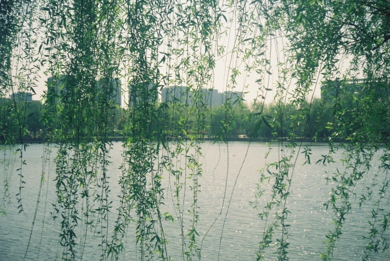 green nches hang over the water with buildings in the background