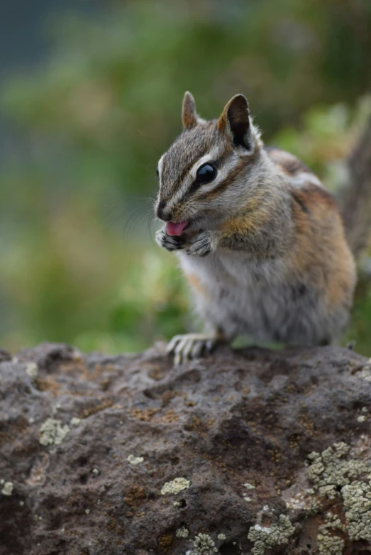 a small gray and black animal standing on a rock