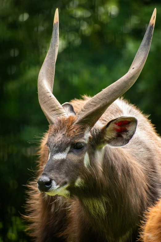 an animal with horns standing on grass near some trees