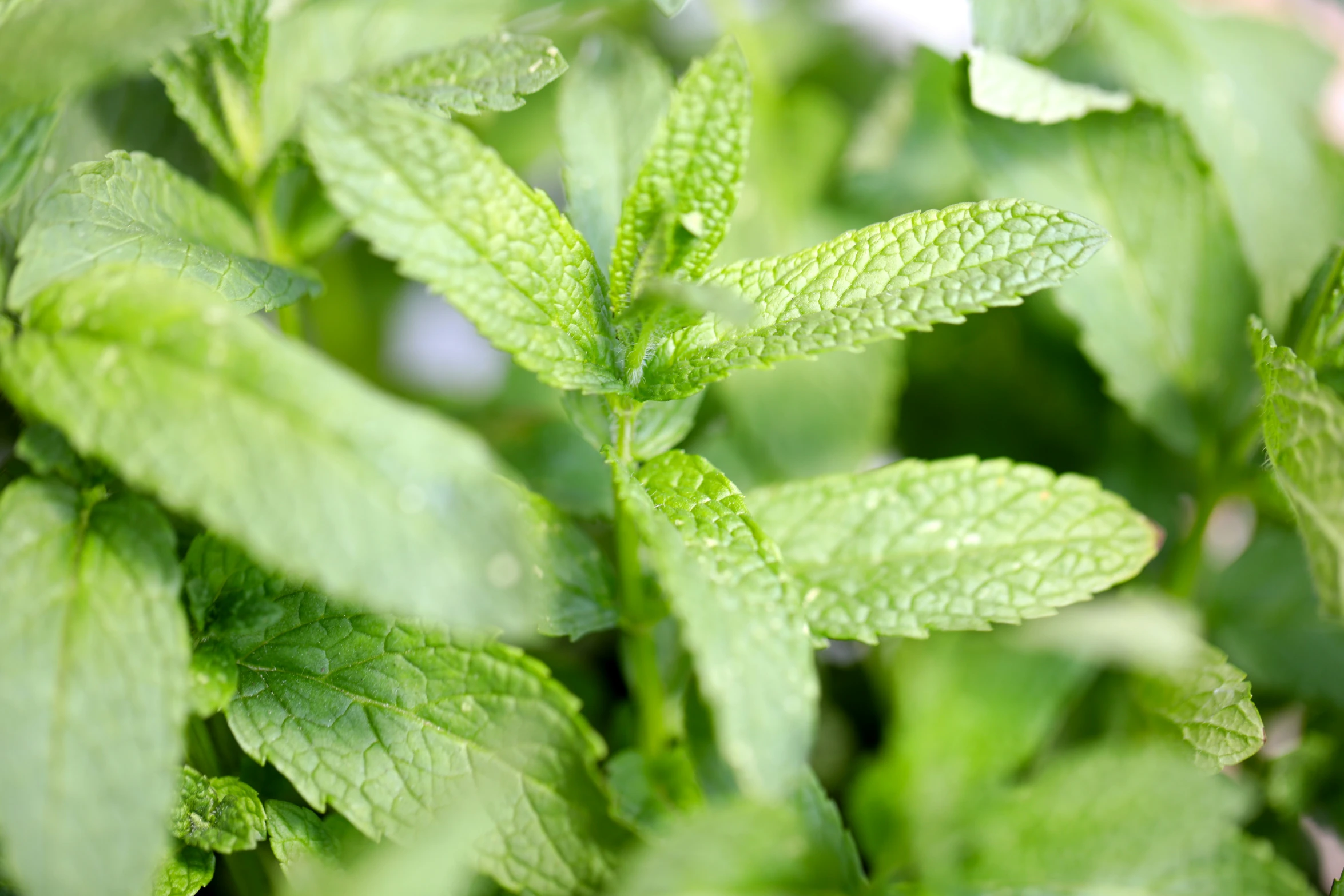 fresh green leaves with drops on them