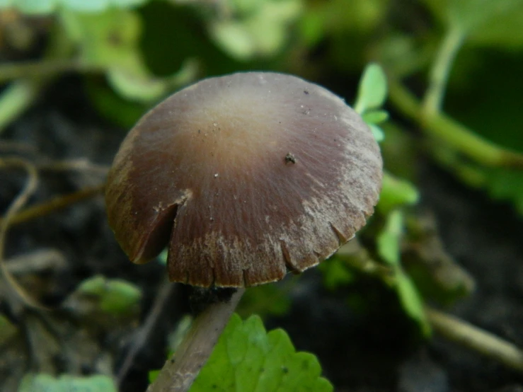 there is a very brown mushroom that is on the ground