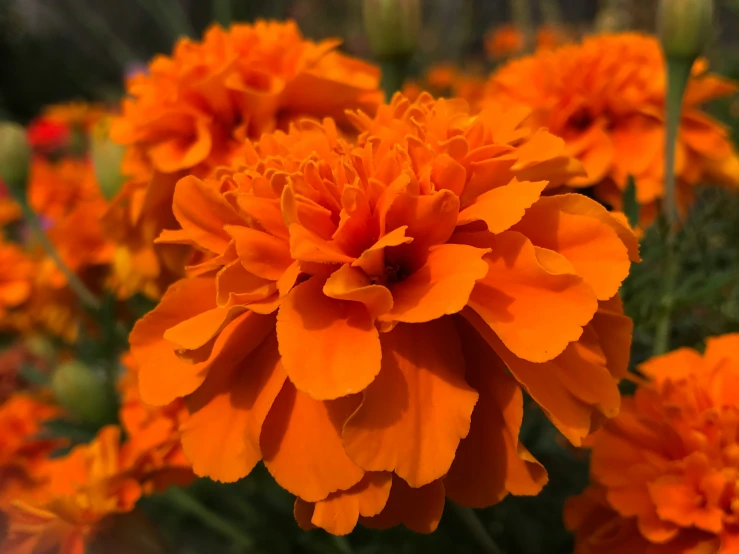 some orange flowers are growing and blooming together