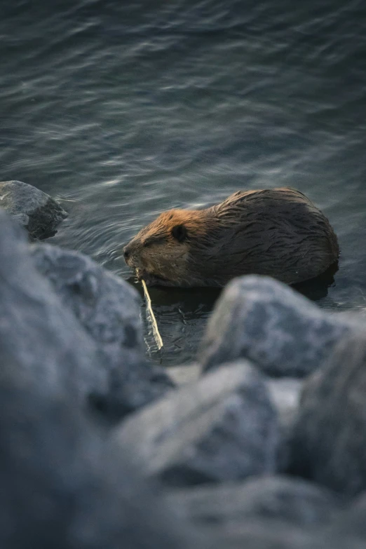 a brown animal with its head in the water and some rocks