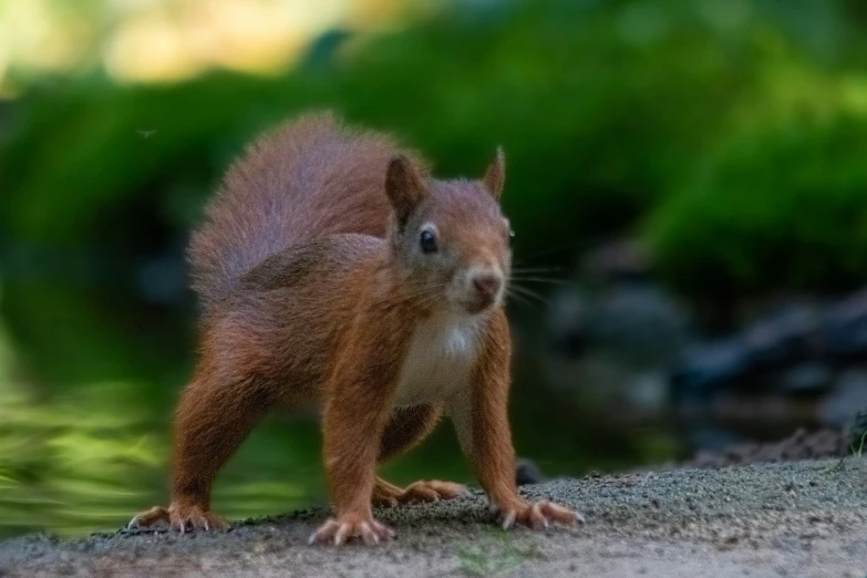 small animal standing on a ground near some water