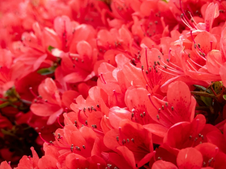 a close up s of many red flowers