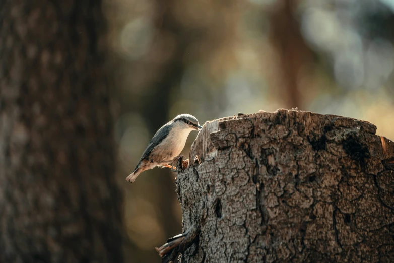 a small bird standing on a tree trunk