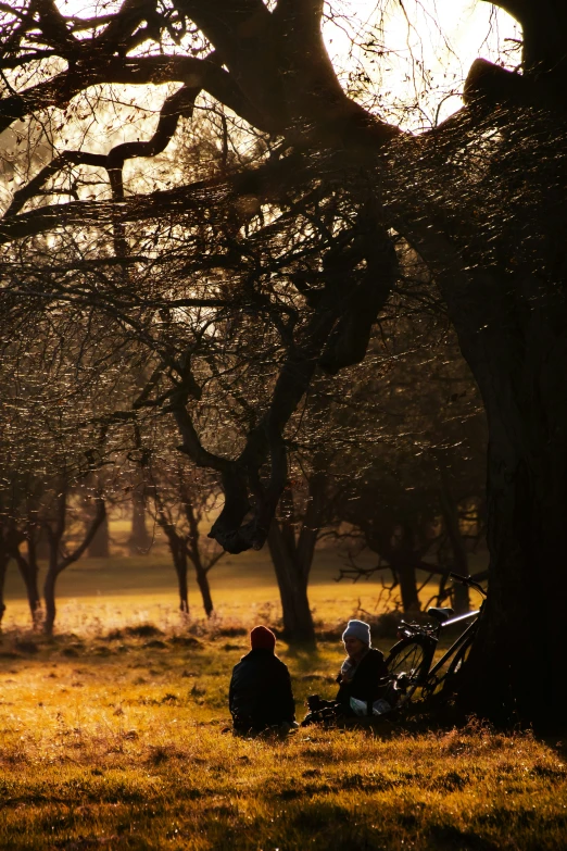 two people sitting in a field with a bicycle parked next to a tree