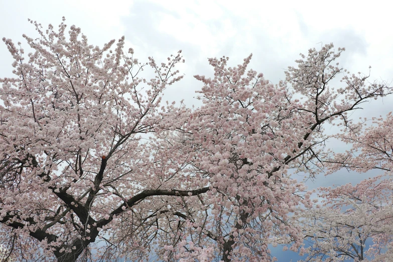there are many tree with the blossoms blooming