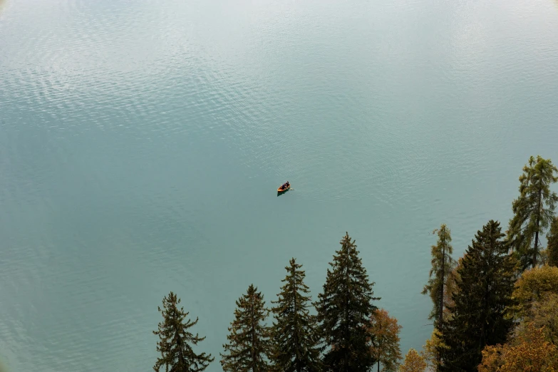 a bird flies high above some trees