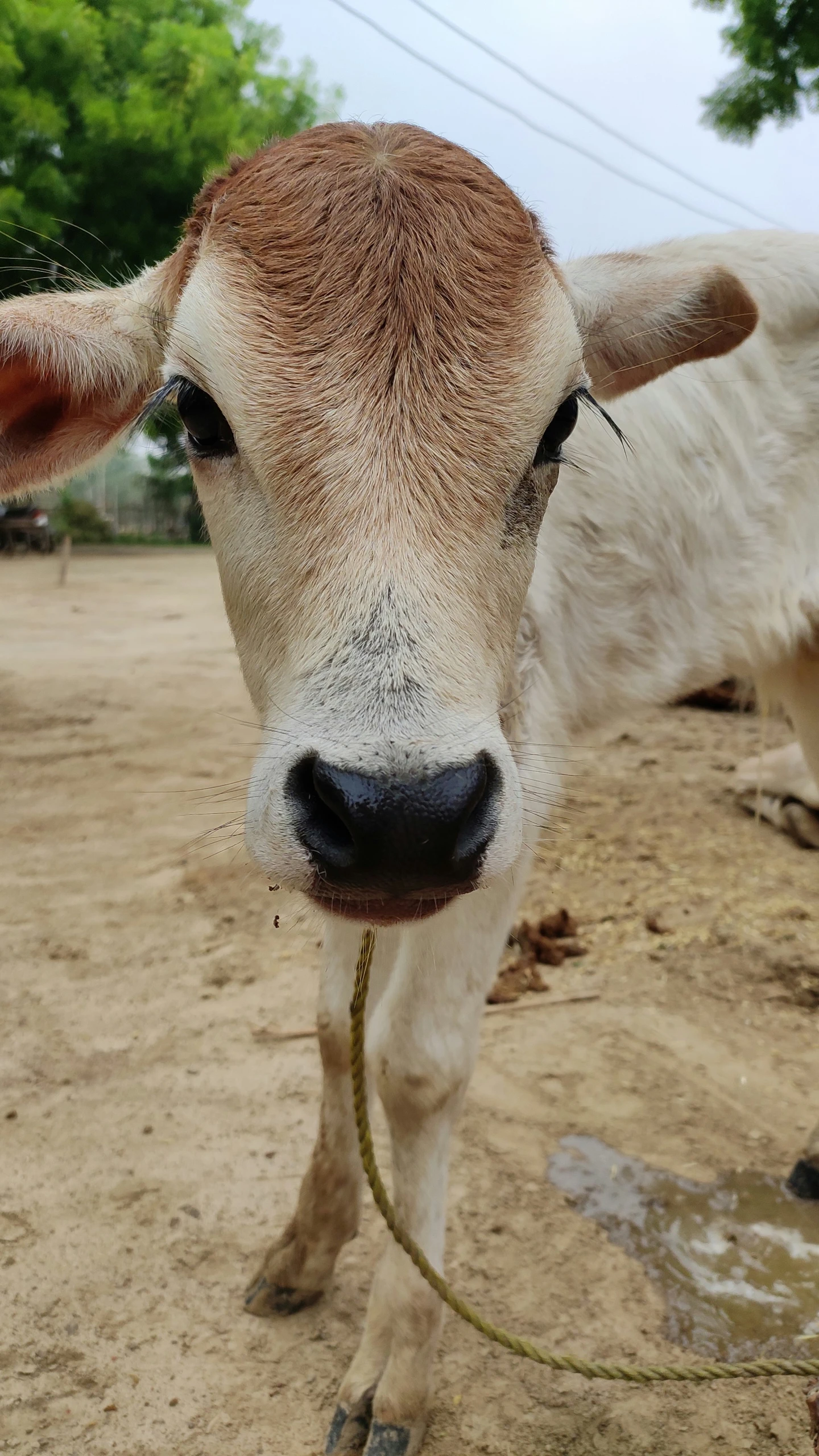 a close up po of a cow in a dirt field